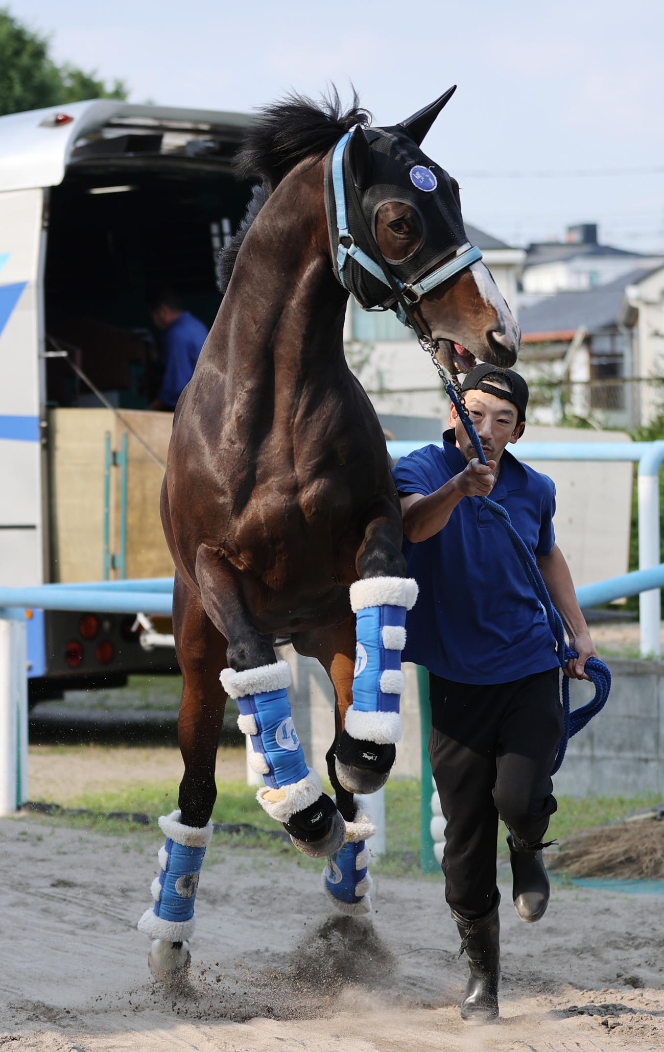 東京競馬場に到着したソウルラッシュ（撮影・柴田隆二）