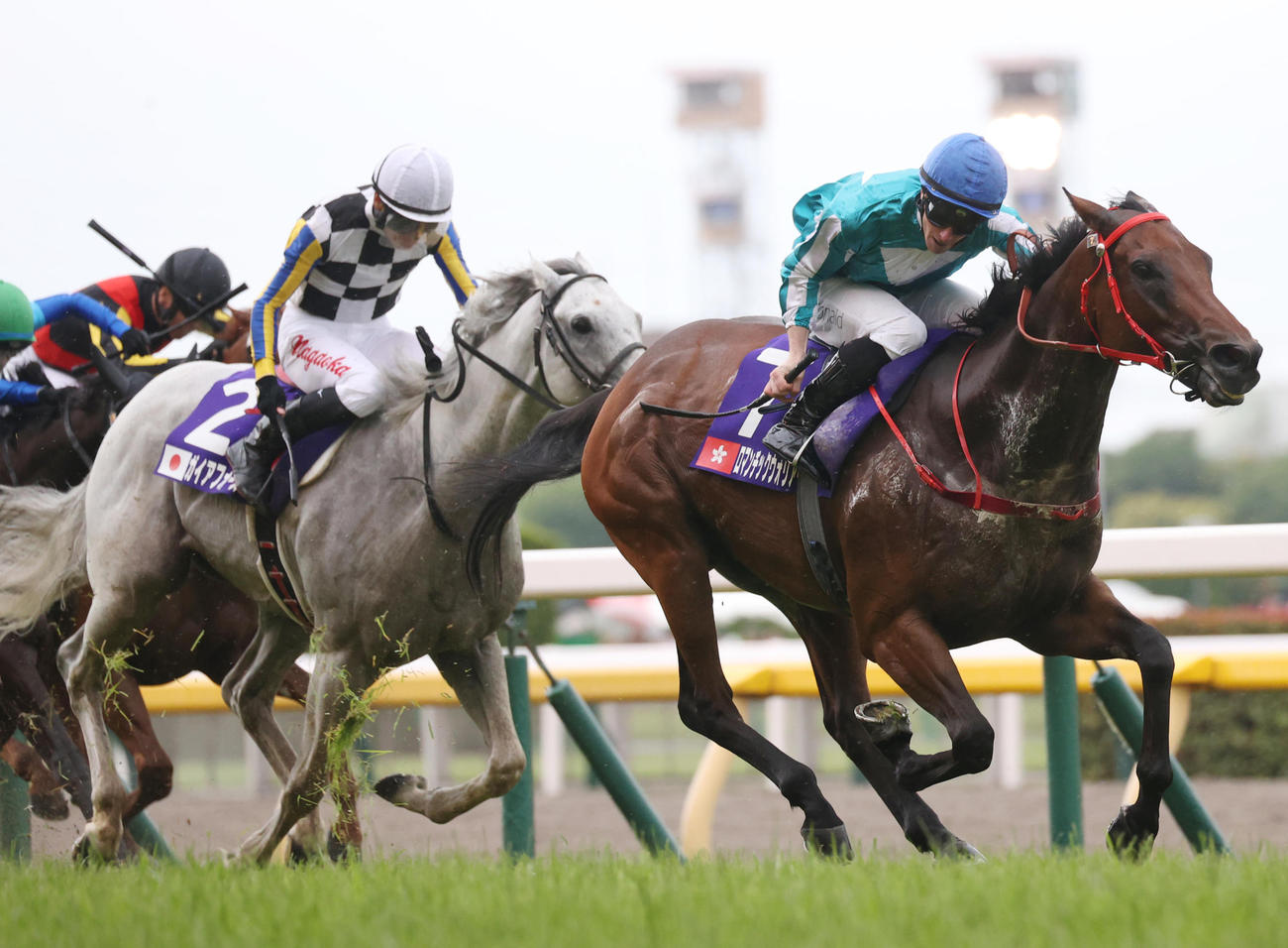 安田記念4着に敗れたガイアフォース（左）。右は勝ったロマンチックウォリアー（撮影・柴田隆二）
