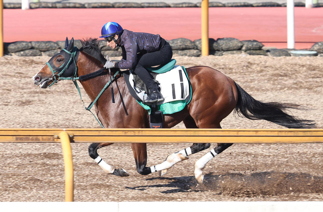 5月30日、横山典騎手を背にCウッドを単走で追い切るアルナシーム