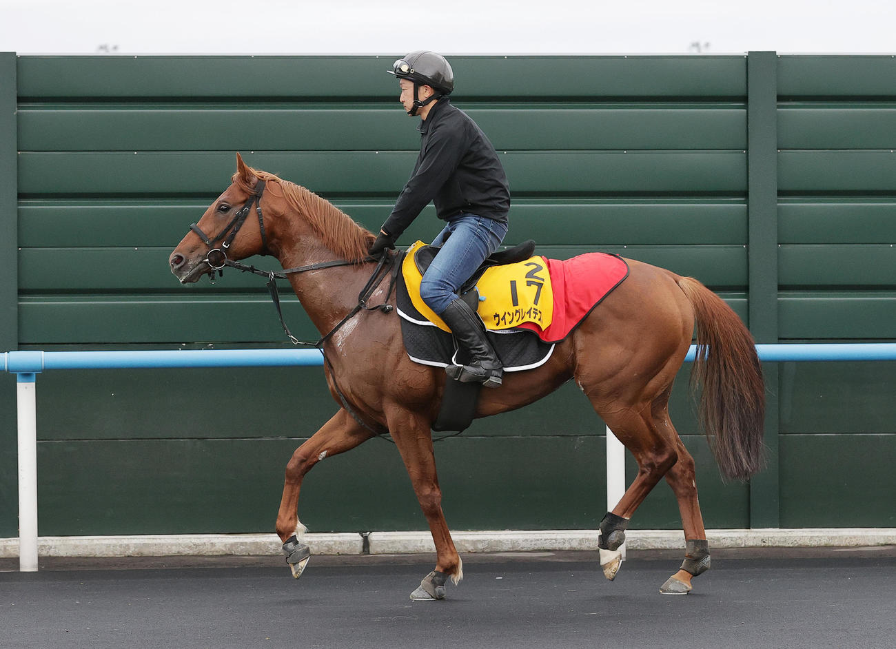 函館スプリントSに向けて、函館競馬場で調整するウイングレイテスト