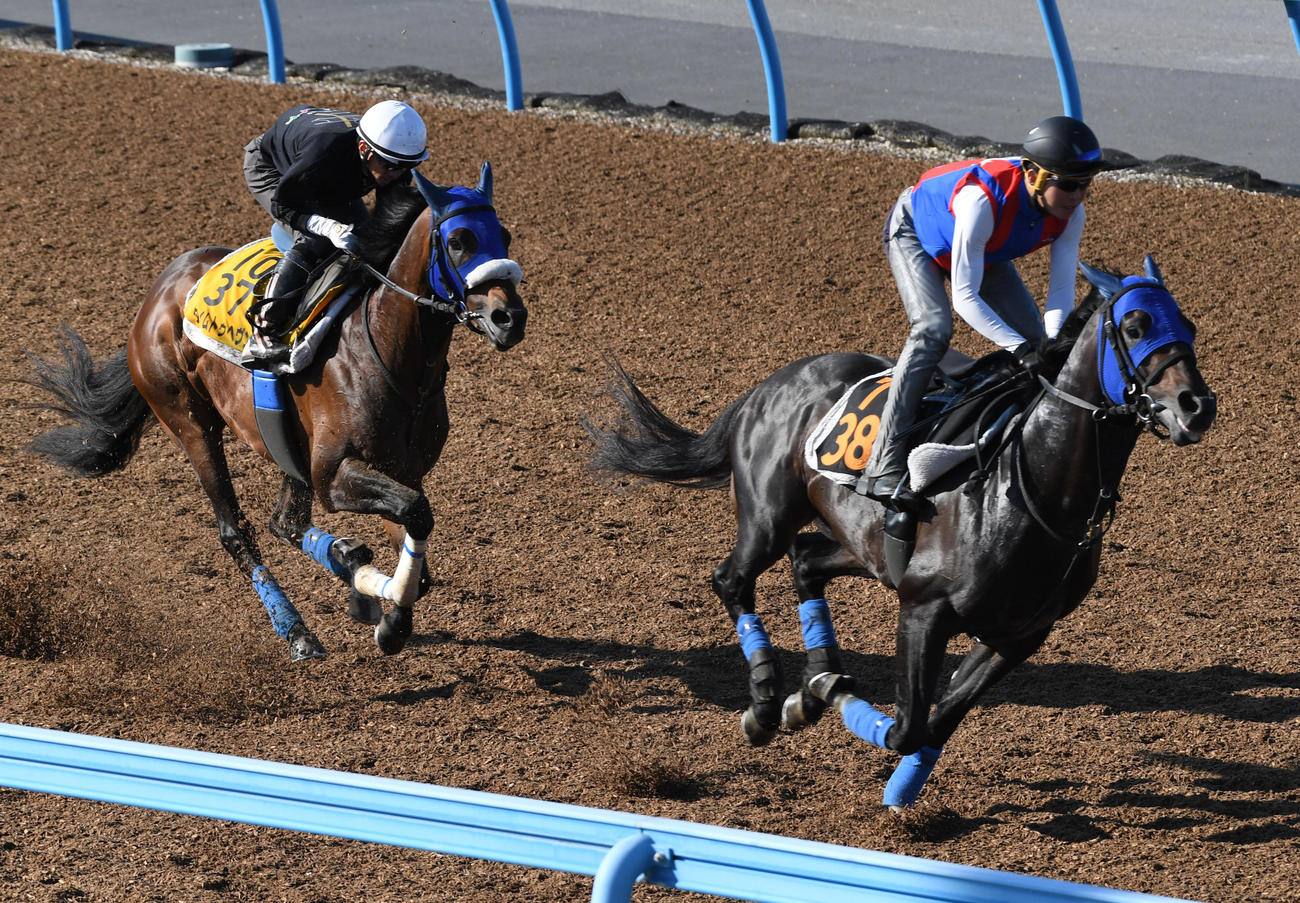 タイムトゥヘヴン（左）はダイシンネイビーと併せで追い切る（撮影・柴田隆二）