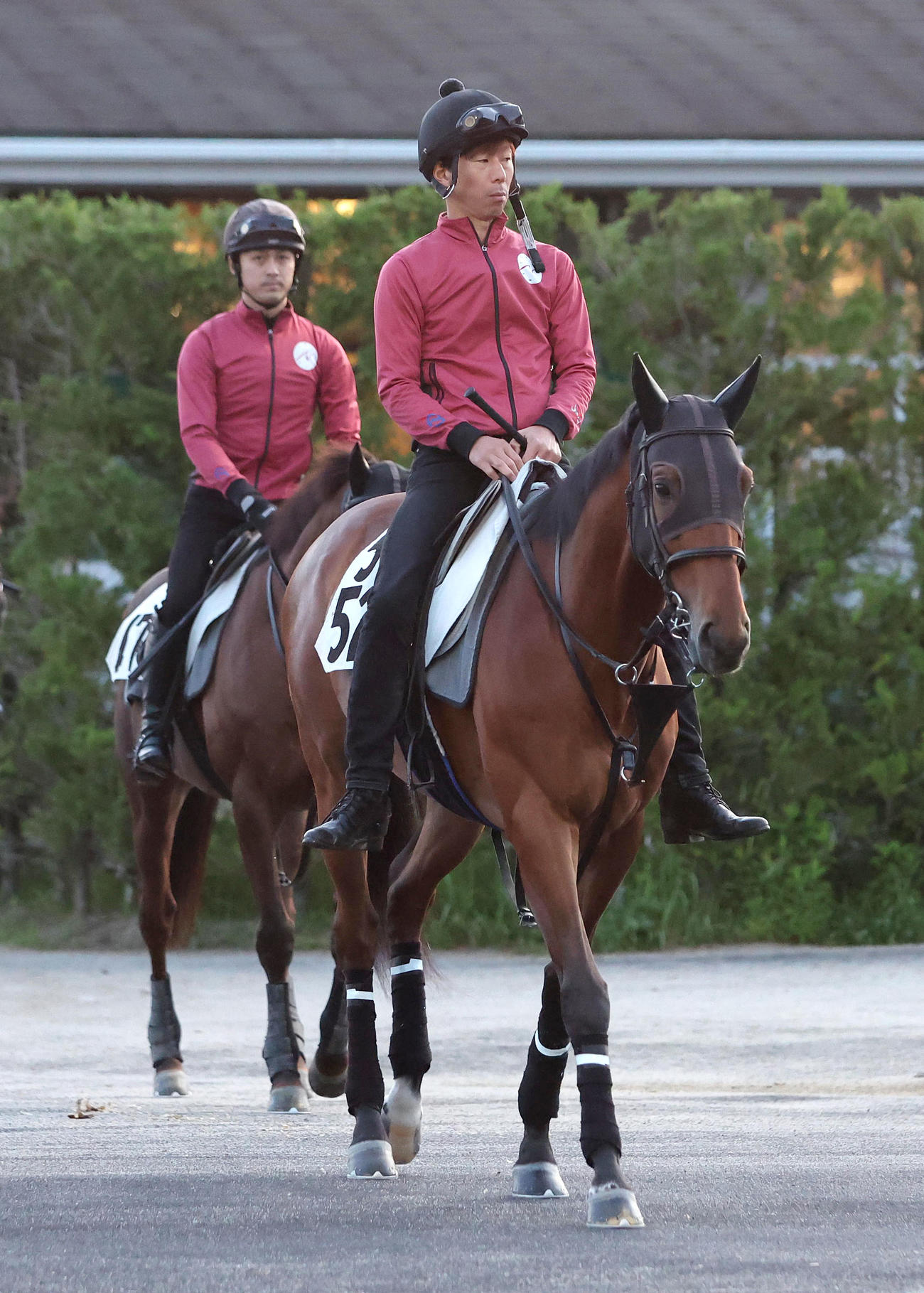厩舎周りで運動するグランディア（撮影・白石智彦）