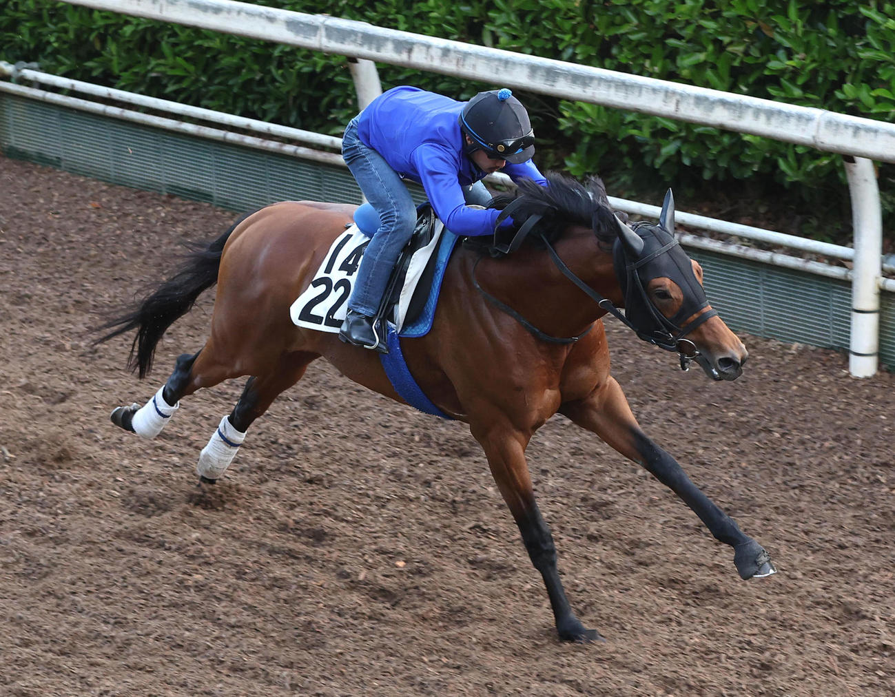 坂路を単走で追い切るトゥデイイズザデイ（撮影・白石智彦）