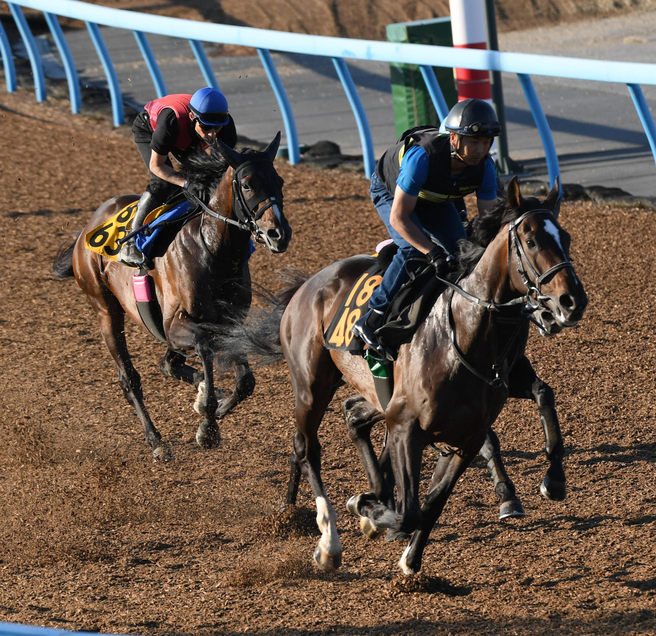吉田豊騎手を背にシルトホルン（左）はプラチナバンド（右）、ヴィジョンオブラヴと併せて追い切る