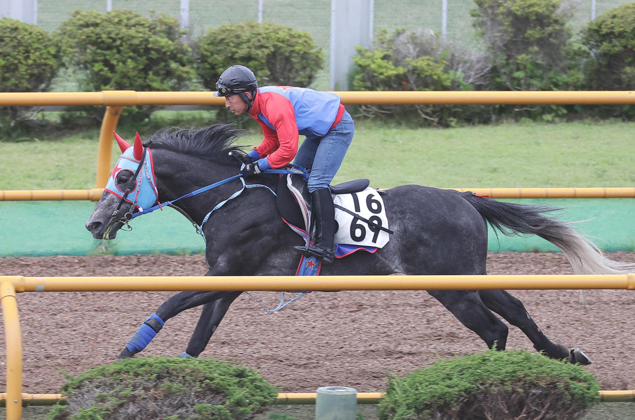 函館ウッドチップコースで追い切られるビッグシーザー（左）