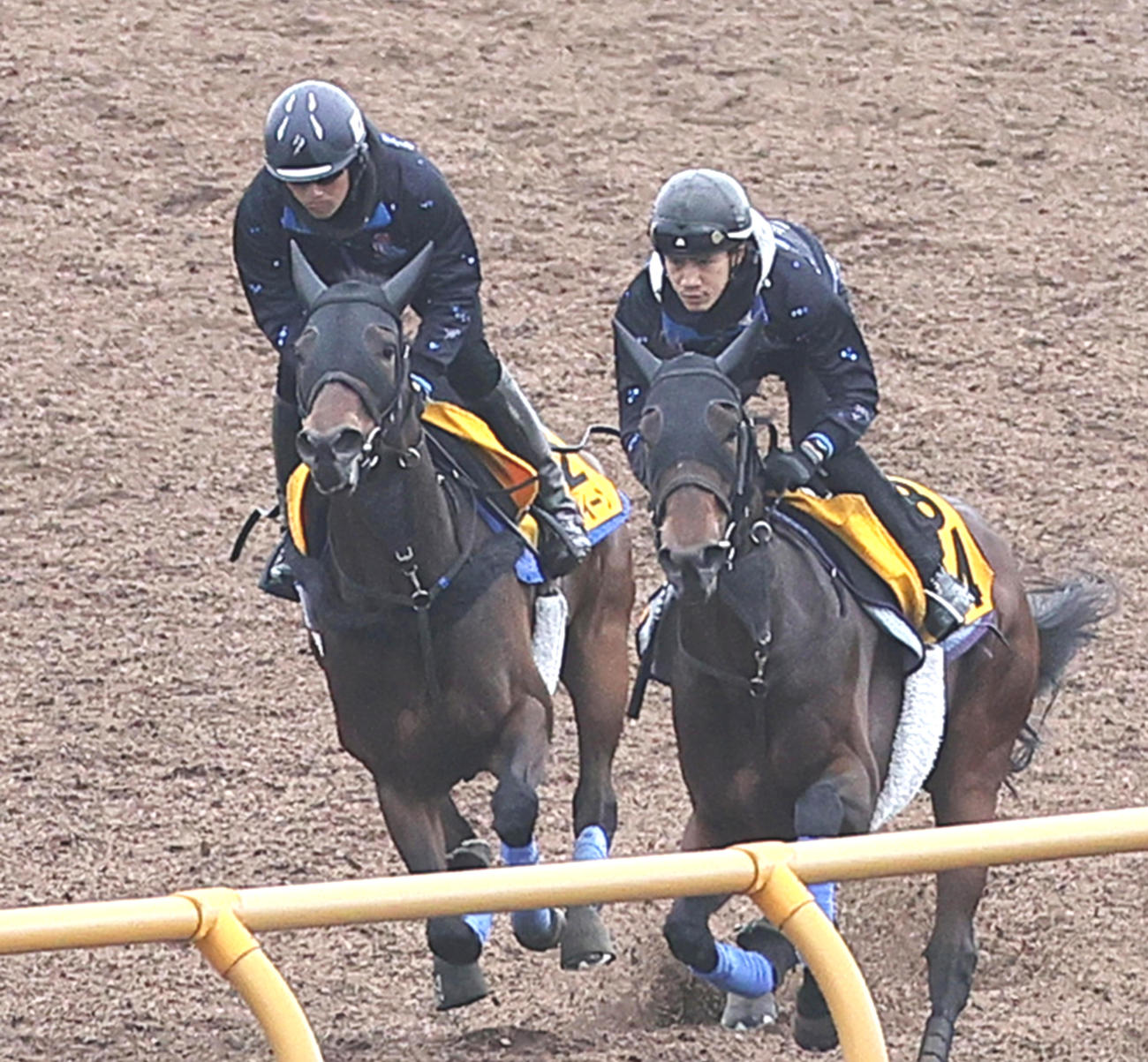 函館ウッドチップコースで、併せ馬で追い切られるキミワクイーン（左）