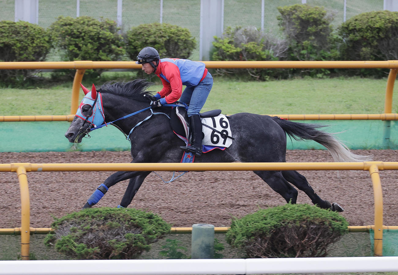 函館ウッドチップコースで追い切られるビッグシーザー