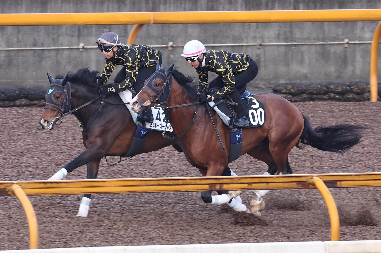 Cウッドをカーメルタザイト（右）と併せ馬で追い切るミッキーゴージャス（撮影・白石智彦）