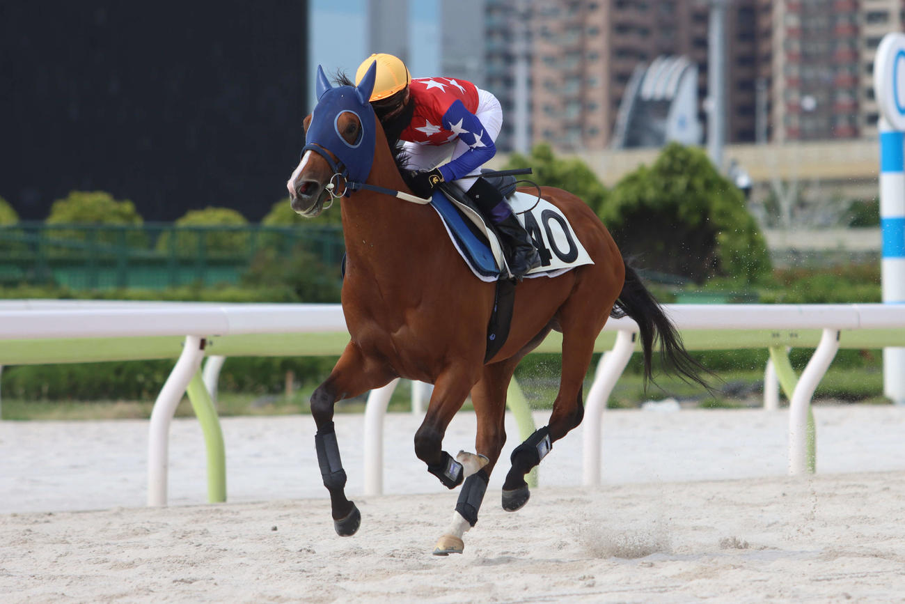 調教試験に向け返し馬を行うダテノショウグンと御神本訓史騎手