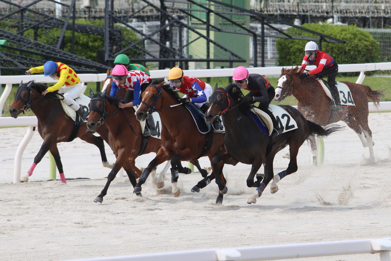 7日に大井競馬場で行われた調教試験に出走したダテノショウグンと御神本訓史騎手（右から3頭目）