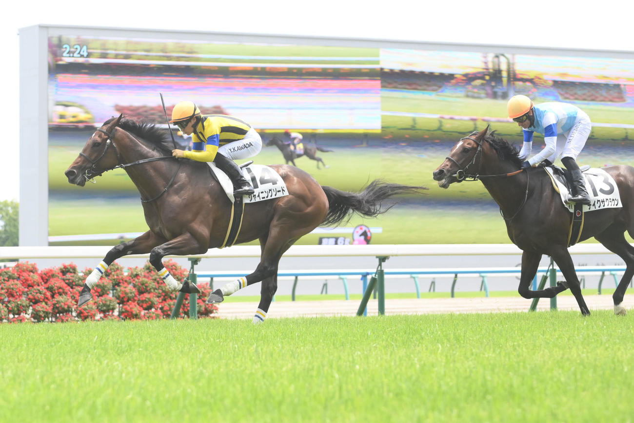 京都6R・3歳未勝利を1着でゴールしたシャイニングソード（撮影・滝沢美穂子）