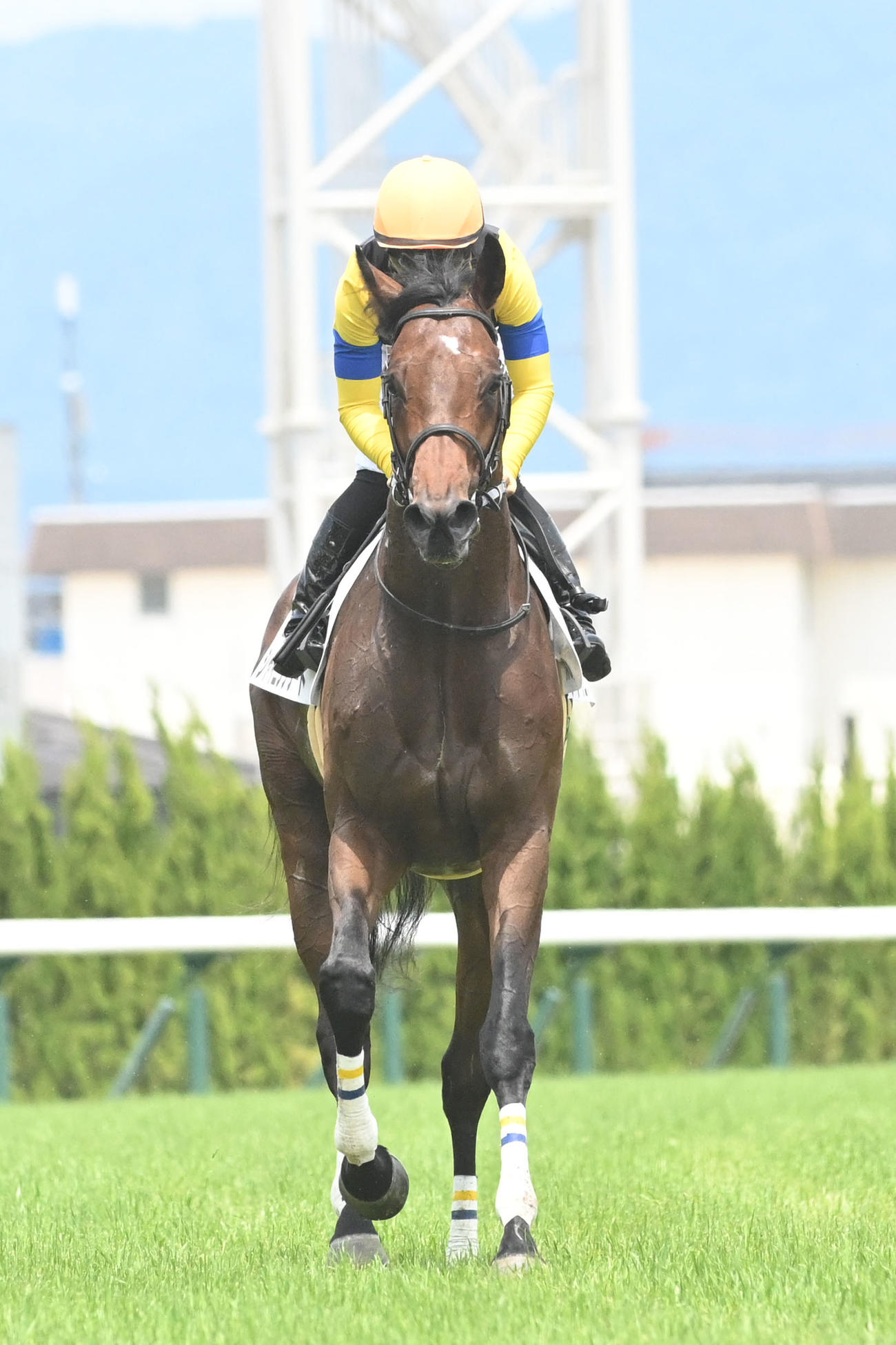 京都6R・3歳未勝利を1着でゴールしたシャイニングソード（撮影・滝沢美穂子）