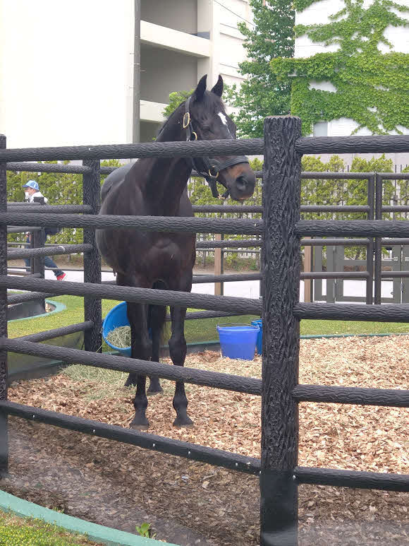 函館競馬場に来場したヴァーミリアン。22歳になった今も格好良かった