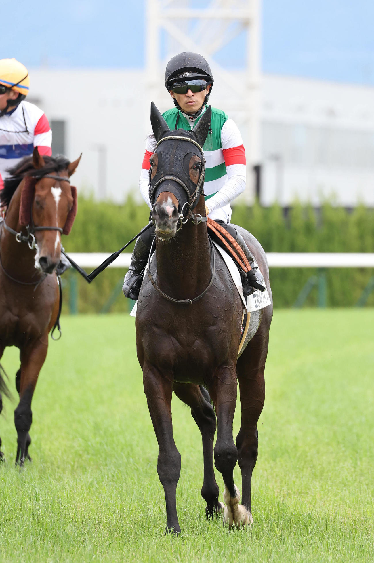 京都6R・3歳未勝利を勝ち上がったエボルヴィング（撮影・白石智彦）