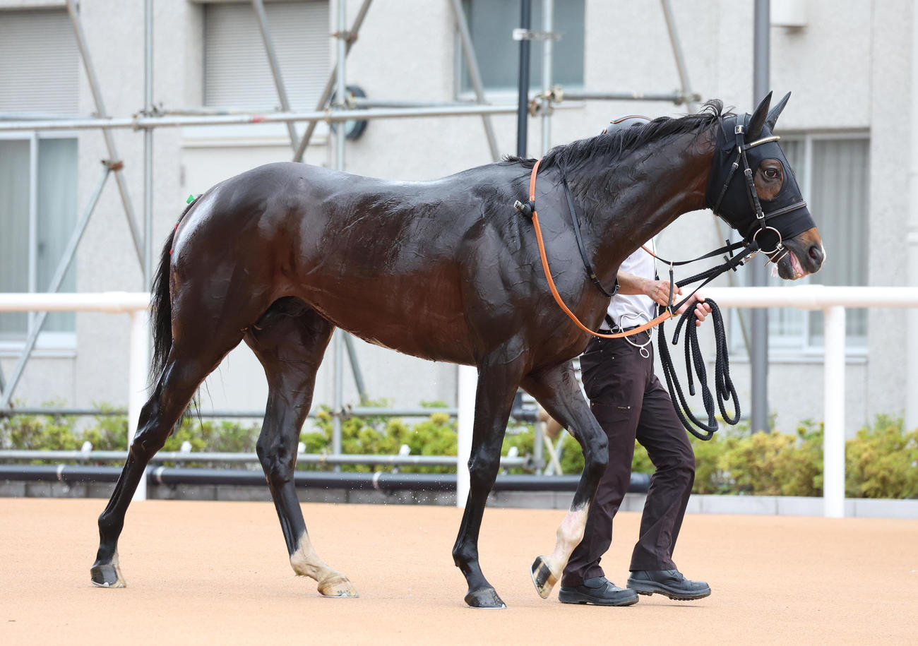 京都6R・3歳未勝利を勝ち上がったエボルヴィング（撮影・白石智彦）