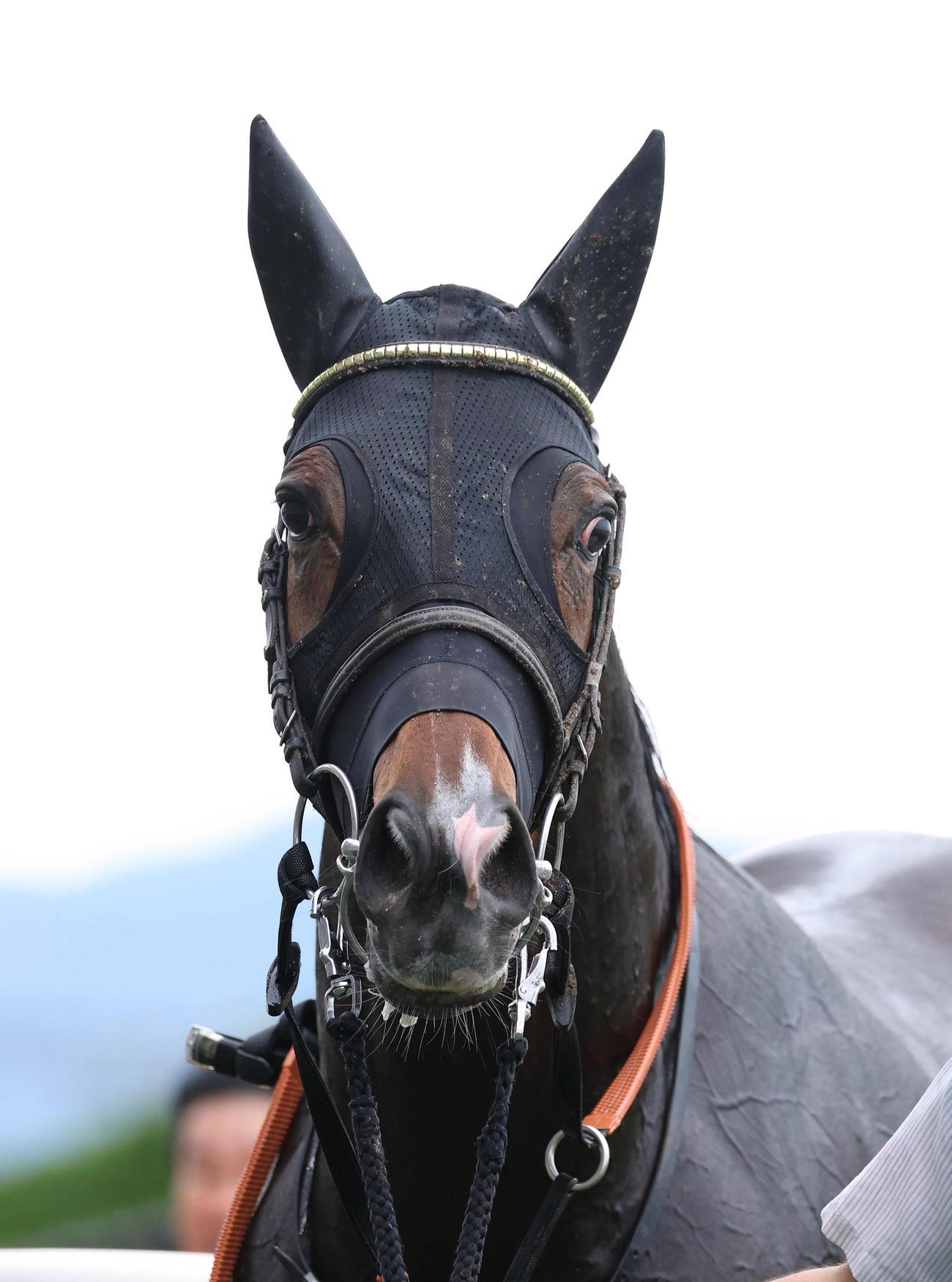 京都6R・3歳未勝利を勝ち上がったエボルヴィング（撮影・白石智彦）