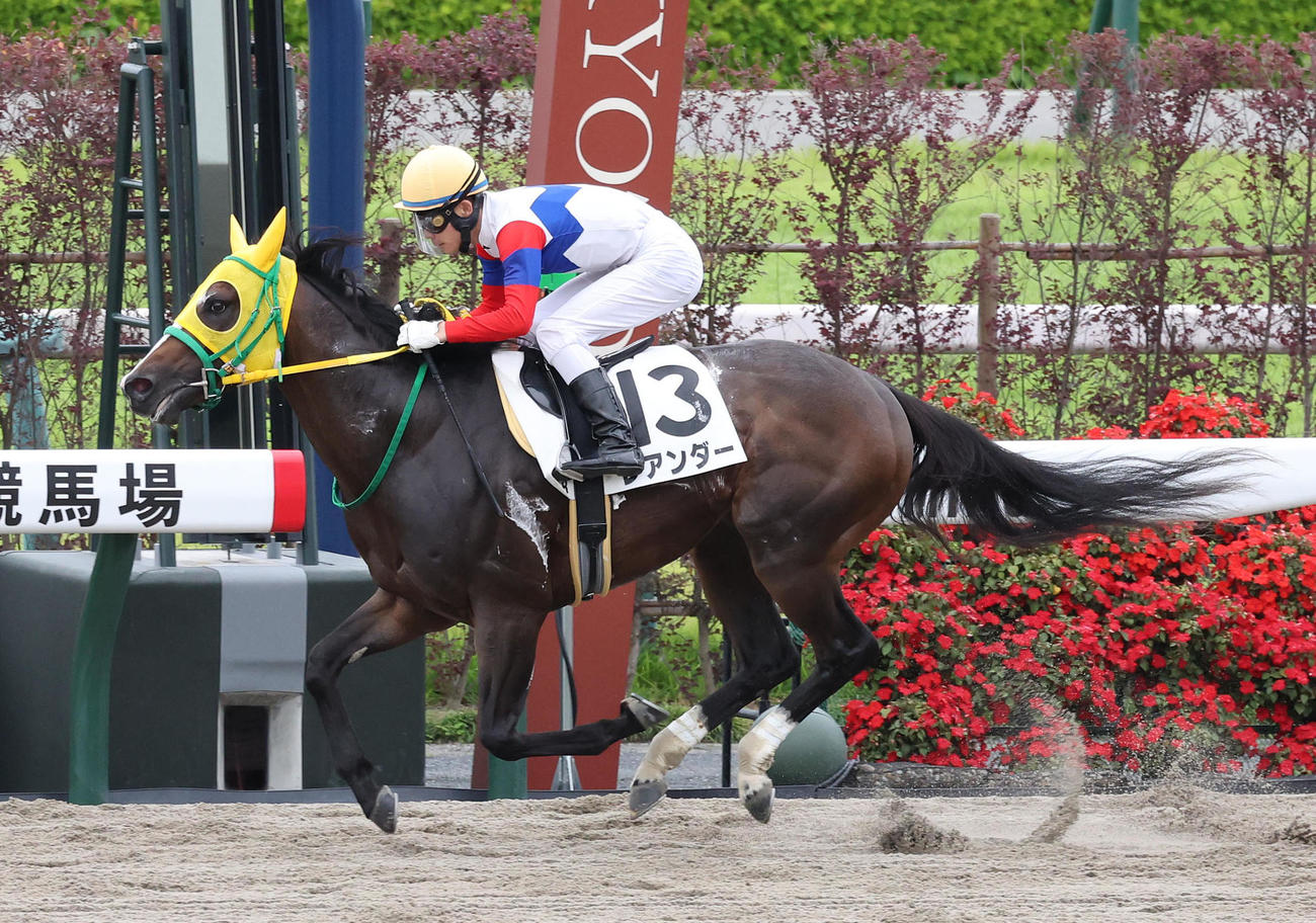 京都7R、3歳以上1勝クラスを制したレアンダー（撮影・白石智彦）