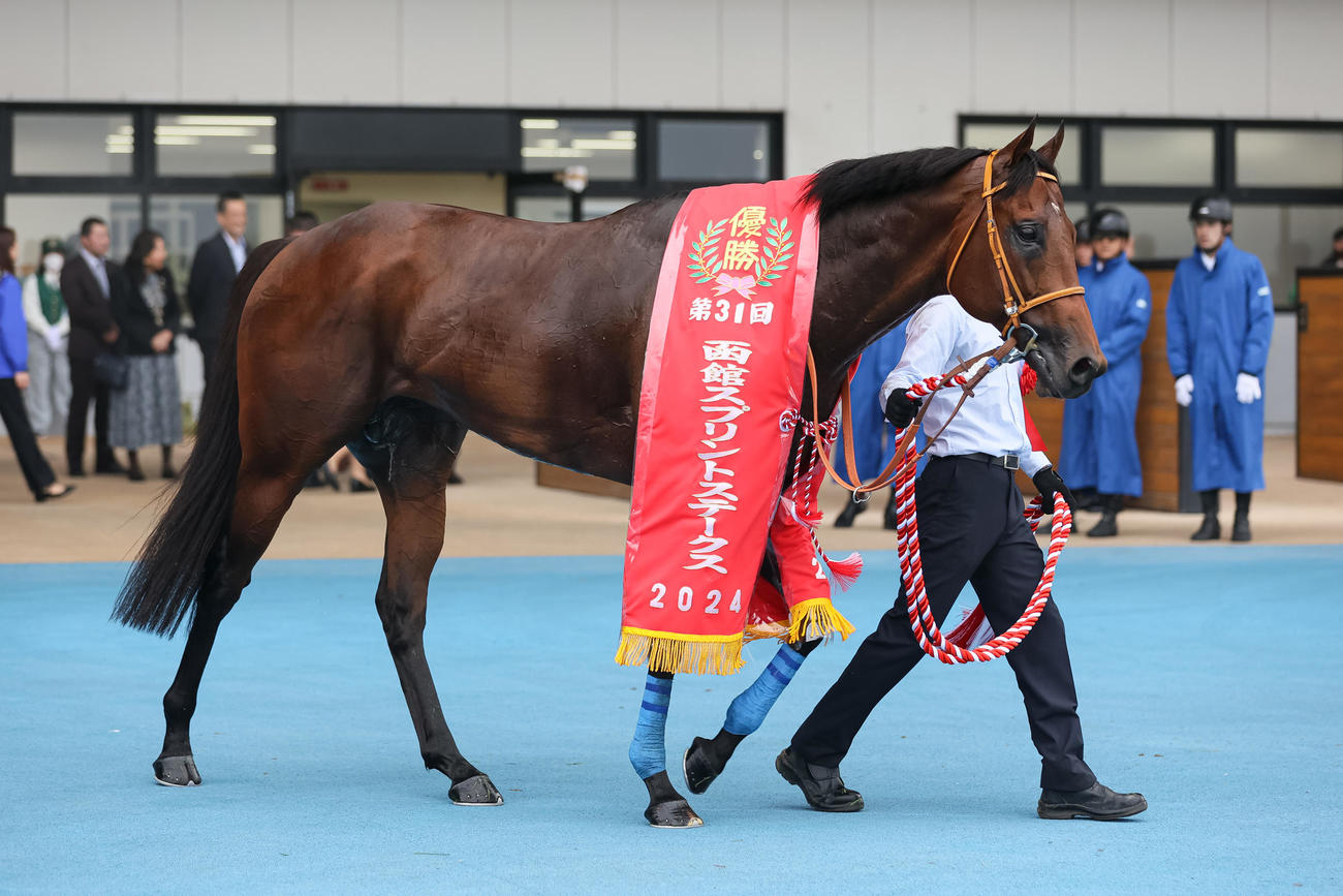 函館スプリントSを制したサトノレーヴ（撮影・村野早祐）