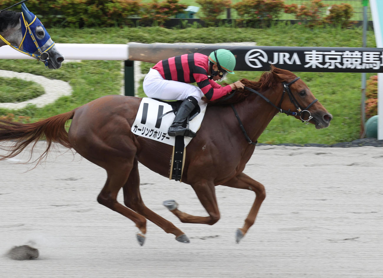 東京1Rを制したカーリングホリデーと石田拓郎騎手（撮影・柴田隆二）