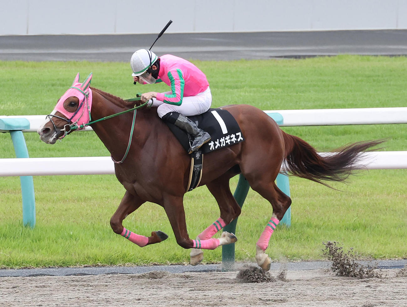 直線抜け出して三宮Sを快勝したオメガギネス（撮影・白石智彦）