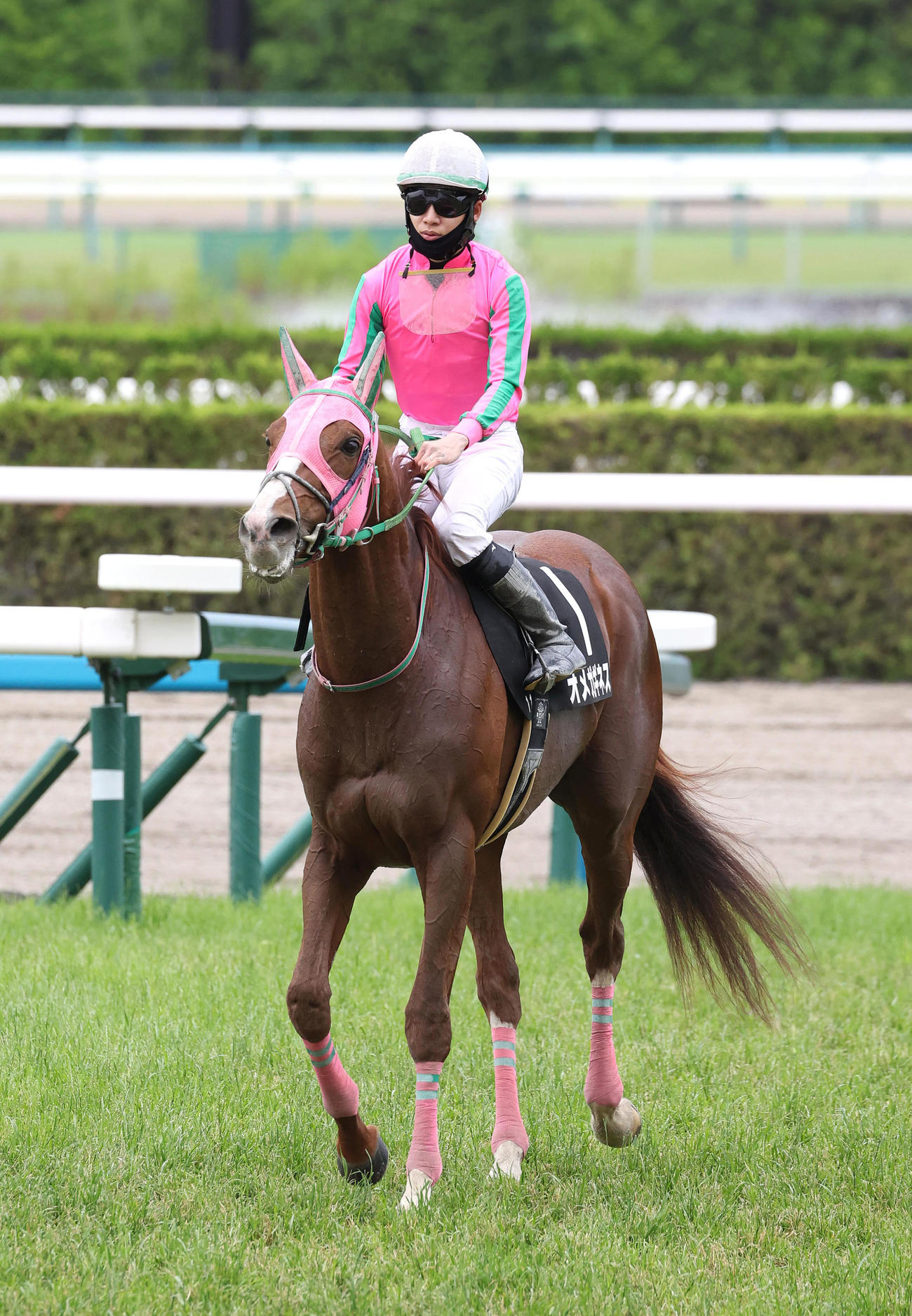 三宮Sを快勝したオメガギネス（撮影・白石智彦）