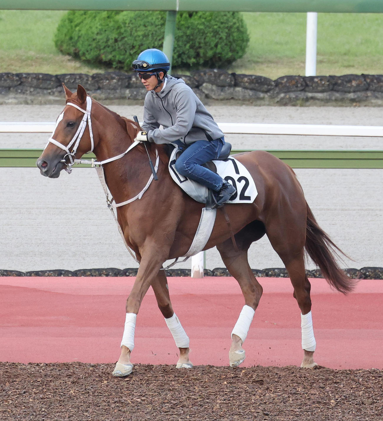 幸騎手を背に馬場入りするゴールドエクリプス（2024年6月6日撮影）