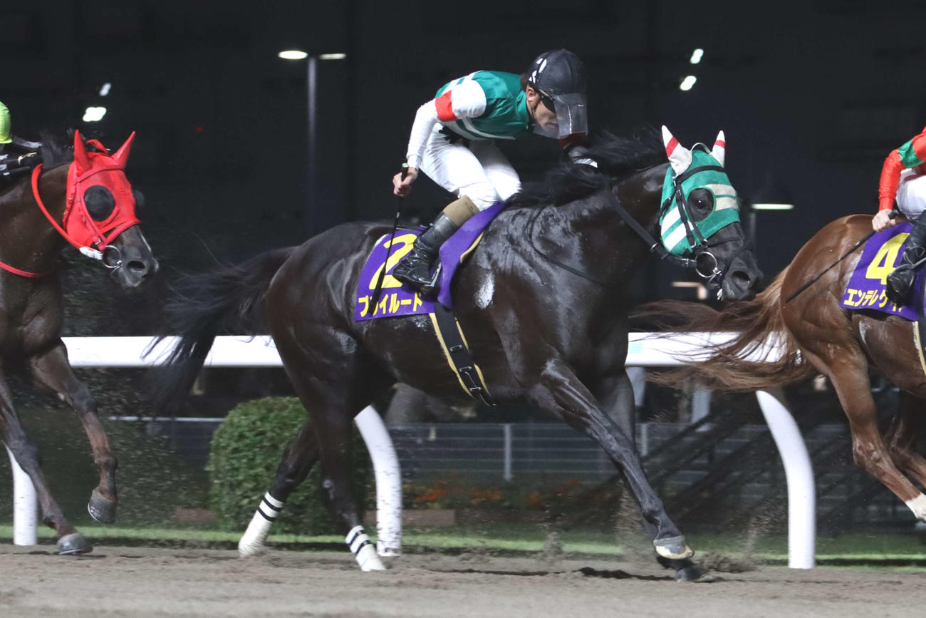 ゴール前で差し切り川崎スパーキングスプリントを制したプライルードと本田正重騎手