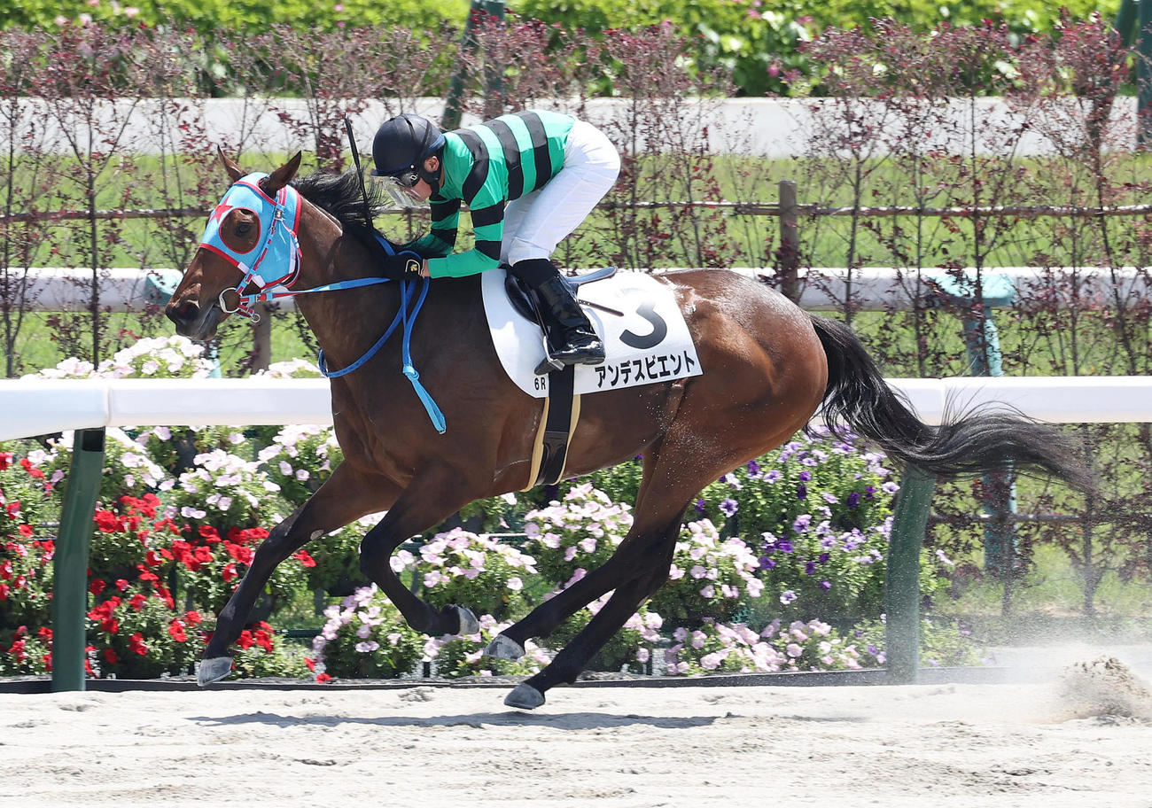 5月5日、京都6Rの3歳1勝クラスを制したアンデスビエント