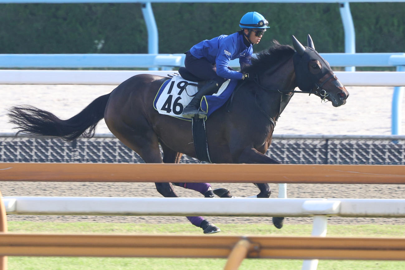 西塚洸二騎手が騎乗し、芝コースで時計を出したホールネス