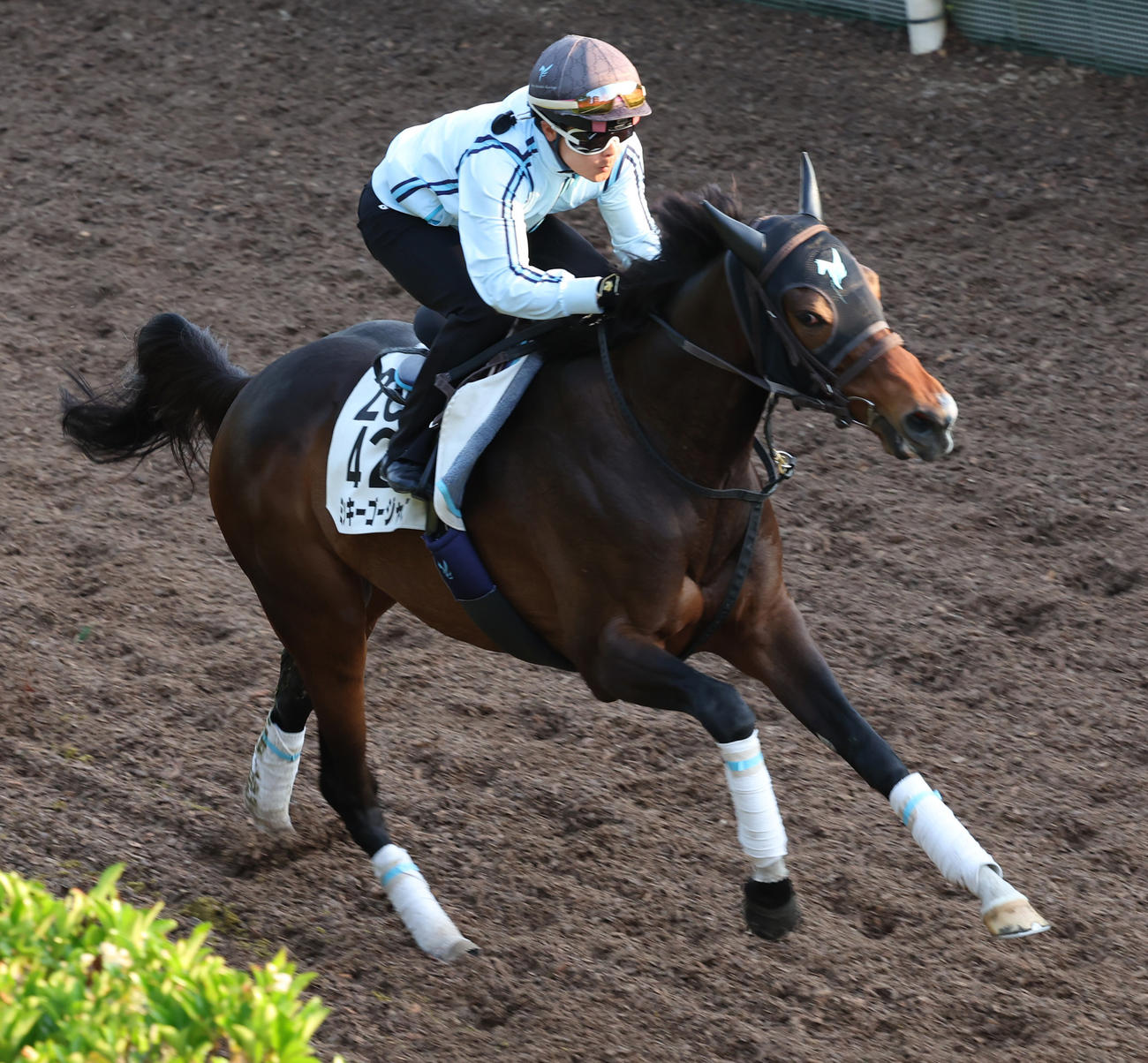 坂路で追い切るミッキーゴージャス