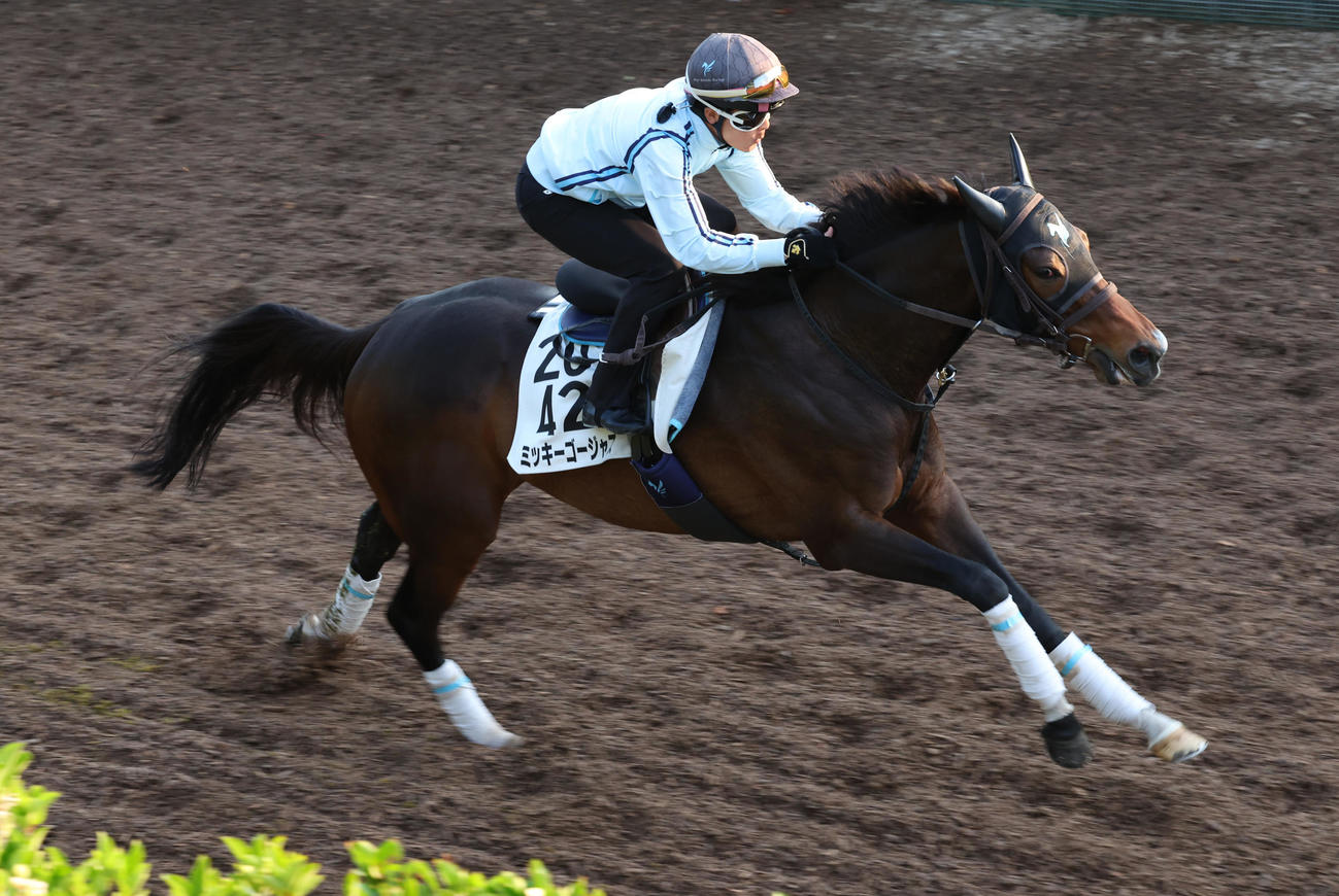 坂路で追い切るミッキーゴージャス