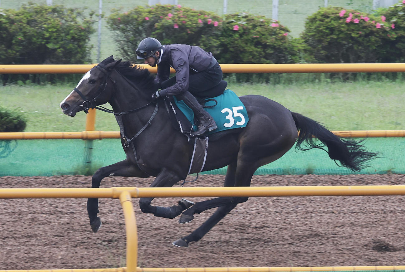 ウッドチップコースで追い切られるヴーレヴー