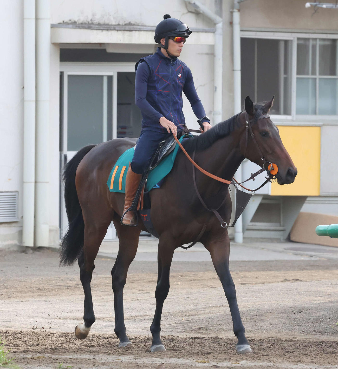 乗り運動するプリティディーヴァ（撮影・丹羽敏通）