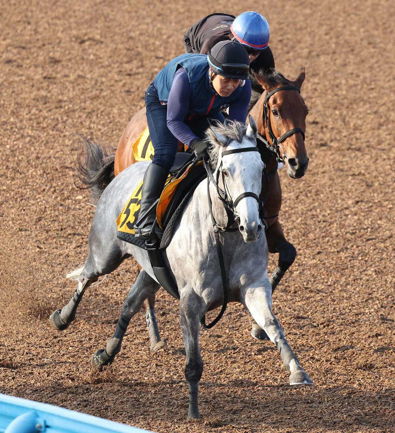 マリネロ（手前）は美浦ウッドでラジエルと併せて追い切られた（撮影・丹羽敏通）