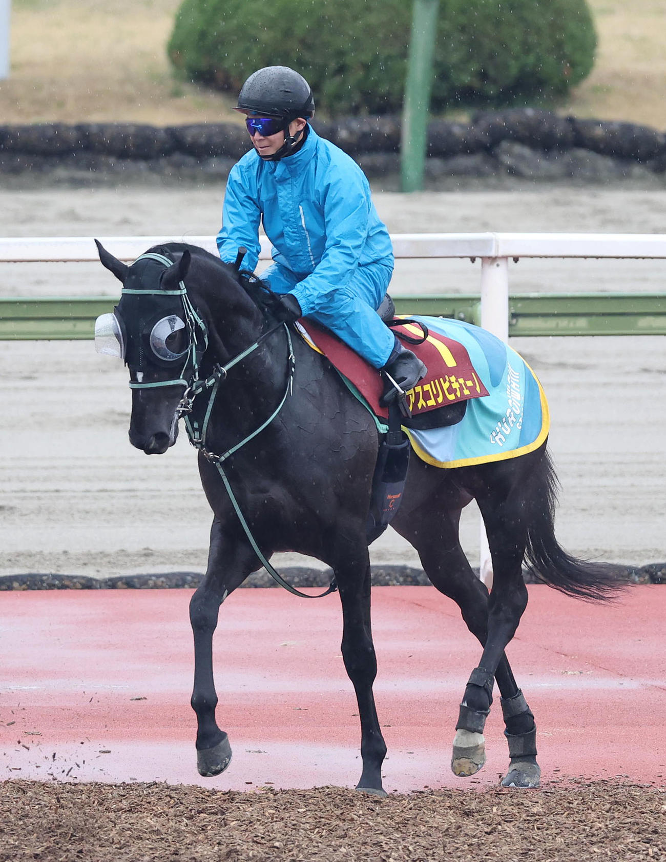 アスコリピチェーノ（2024年４月撮影）