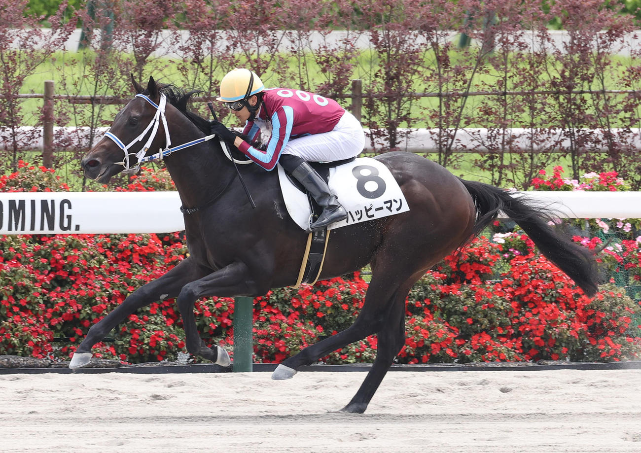 京都5R、直線抜け出して新馬戦を制したハッピーマン（撮影・白石智彦）