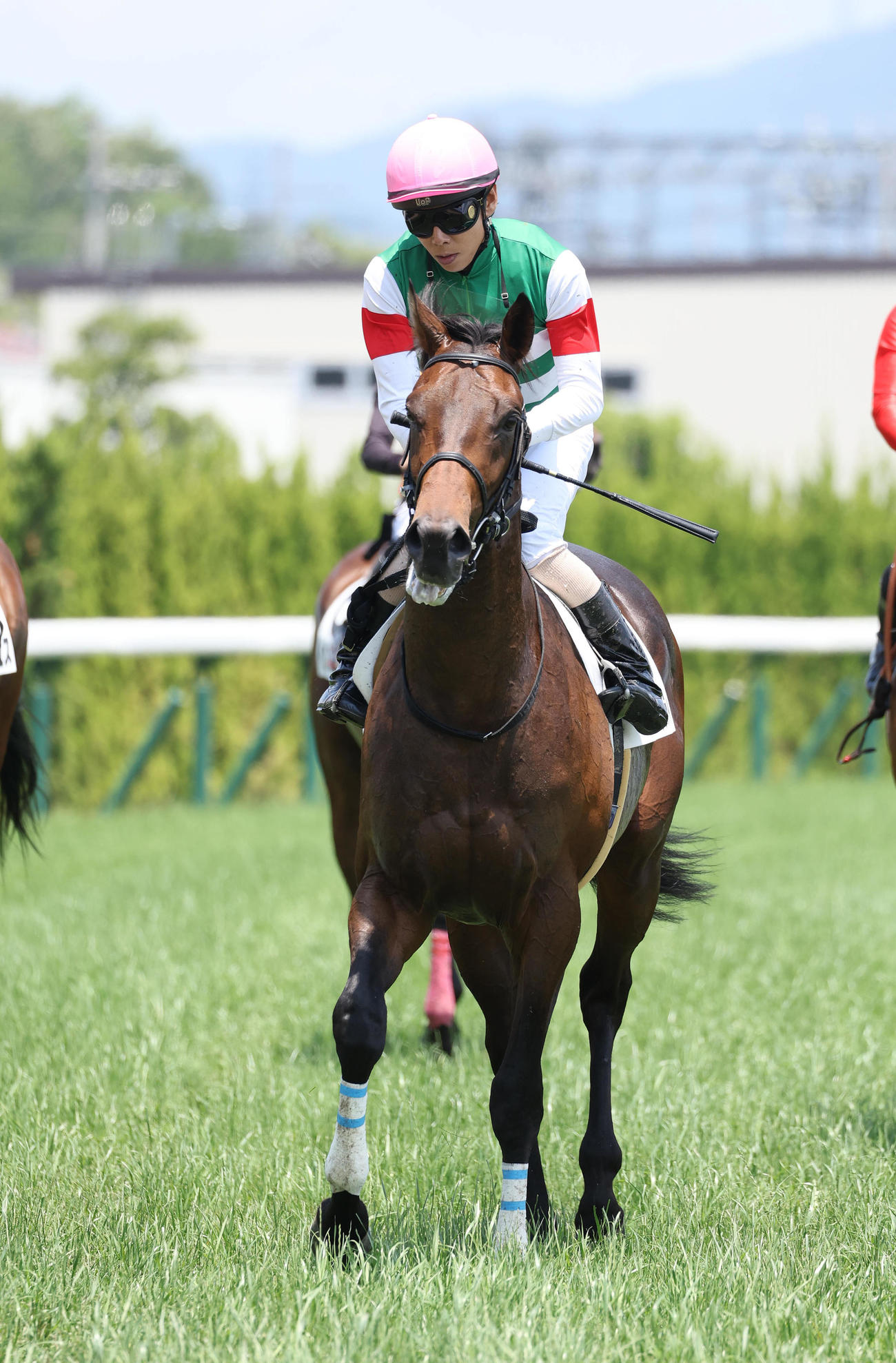 京都5R、新馬戦を制したトータルクラリティ（撮影・白石智彦）