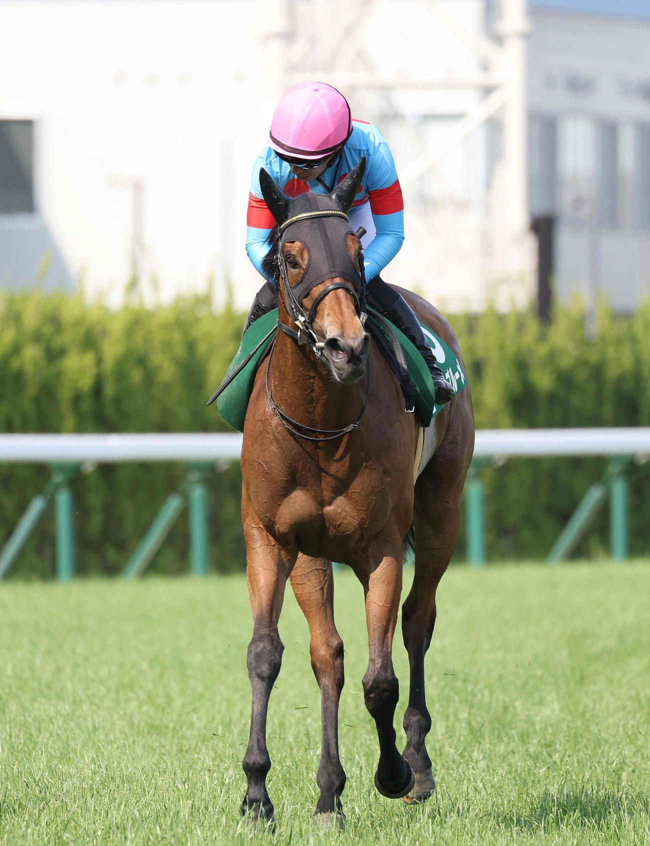 京都11RマーメイドS、2着に敗れたエーデルブルーメ（撮影・白石智彦）