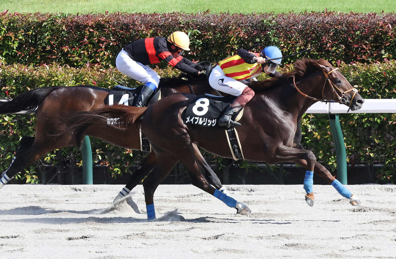 東京11R、スレイプニルSを制したメイプルリッジと三浦騎手（手前）（撮影・丹羽敏通）