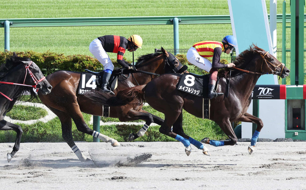 東京11R、スレイプニルSを制したメイプルリッジと三浦騎手（手前）（撮影・丹羽敏通）