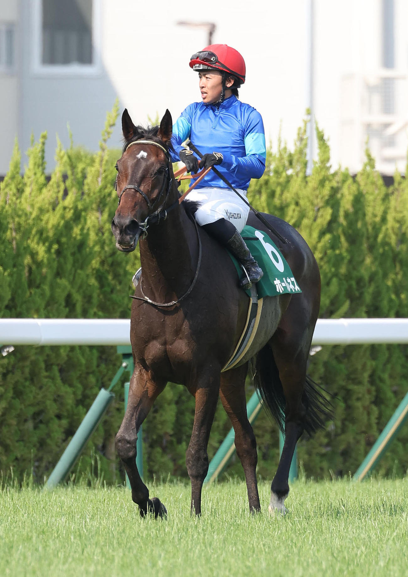 京都11RマーメイドS、3着に敗れたホールネス（撮影・白石智彦）