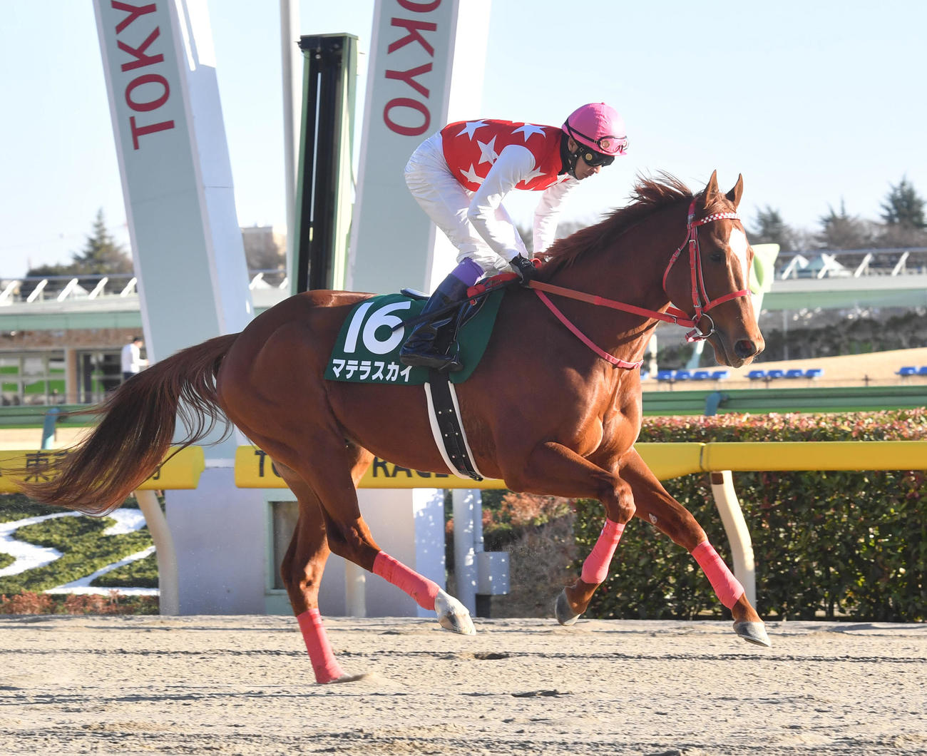 19年1月、根岸ステークス　出走するマテラスカイと武豊騎手