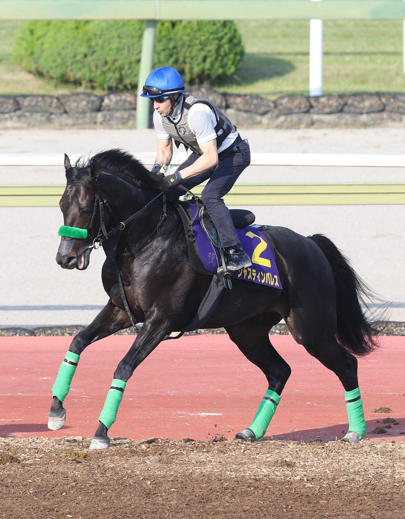 C・ルメール騎手を背に馬場入りするジャスティンパレス（2024年6月12日撮影）
