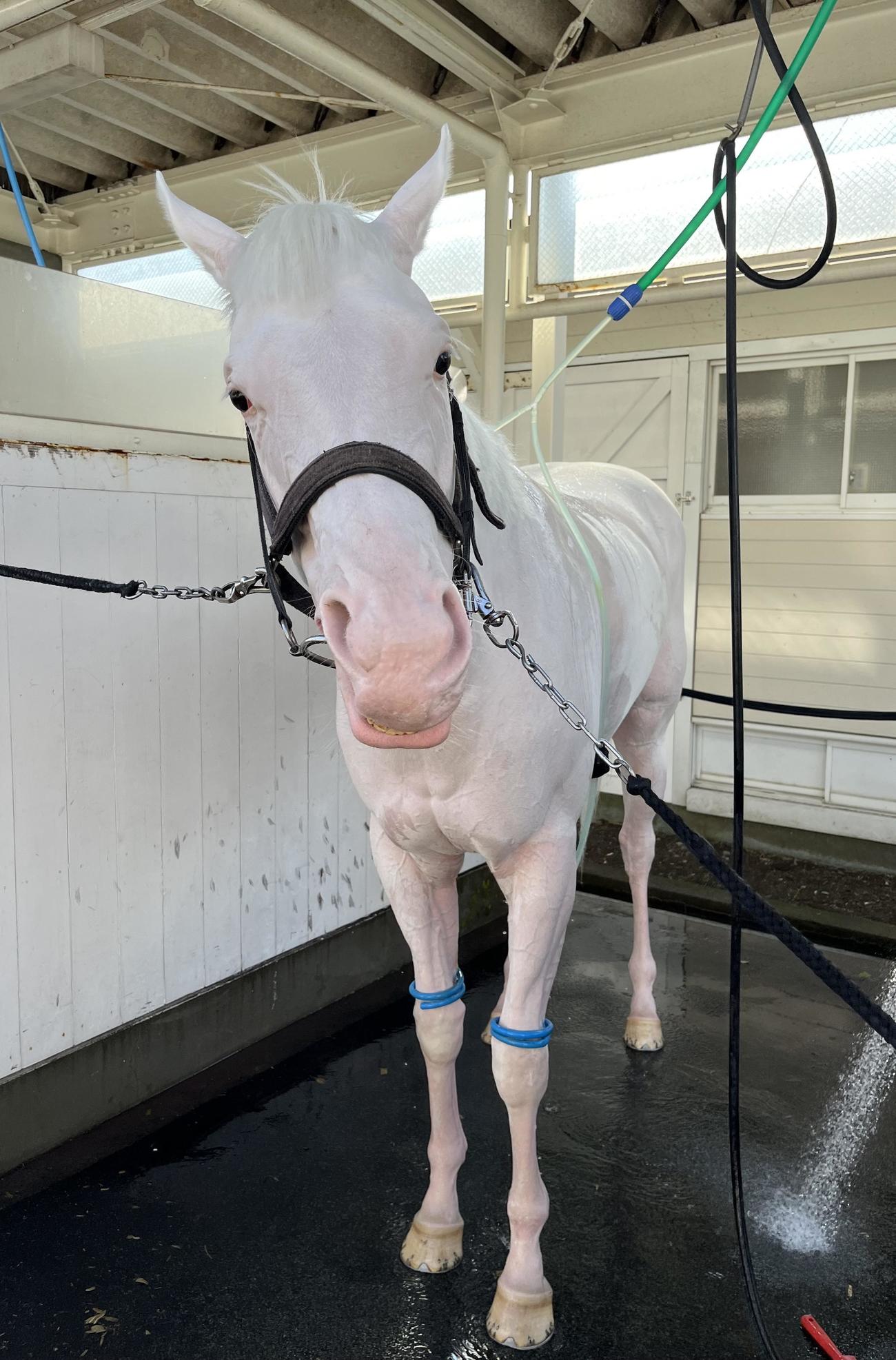 函館競馬場に来たブランシール