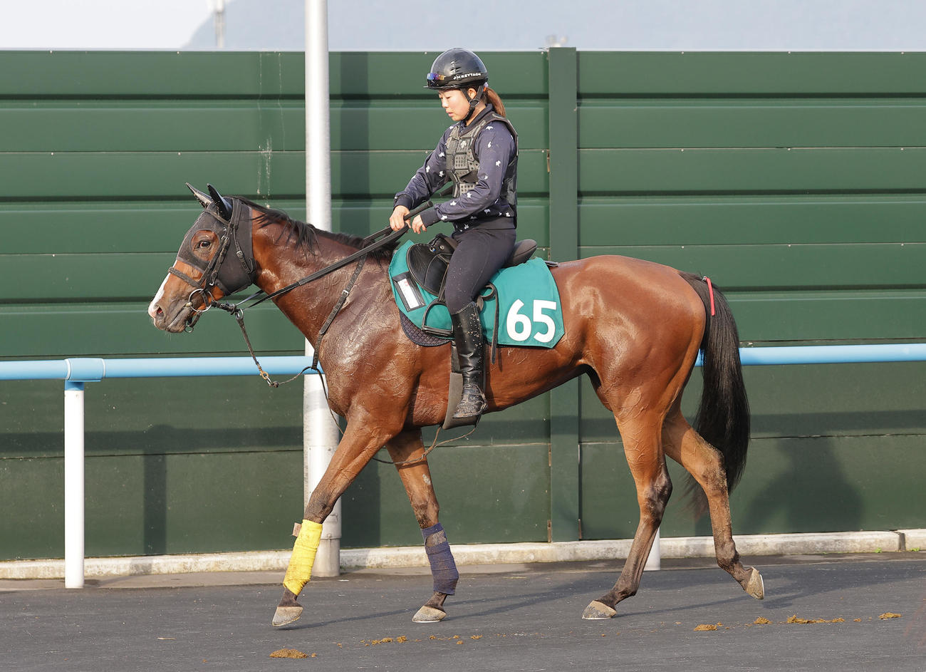 函館競馬場で調整を積むカルプスペルシュ