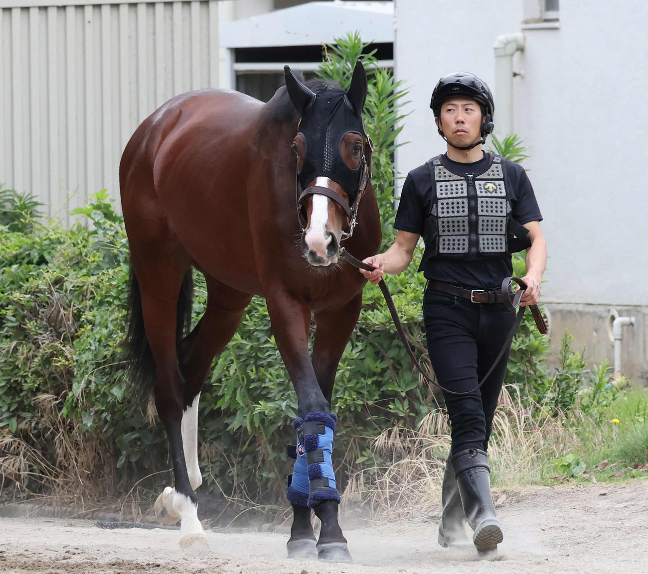13日、引き運動をするローシャムパーク（撮影・丹羽敏通）