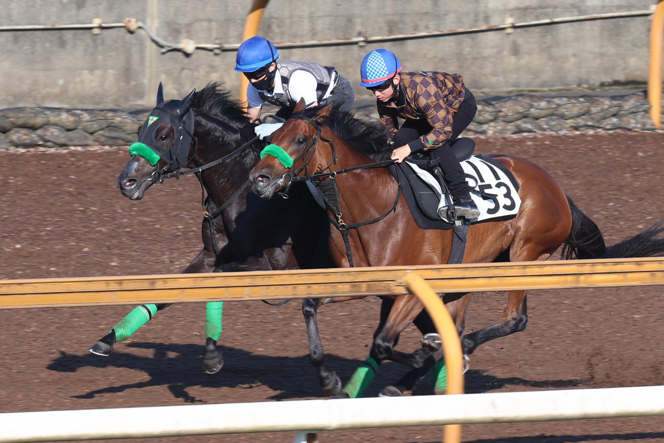 併せ馬で気合を入れられるジャスティンパレス（左）