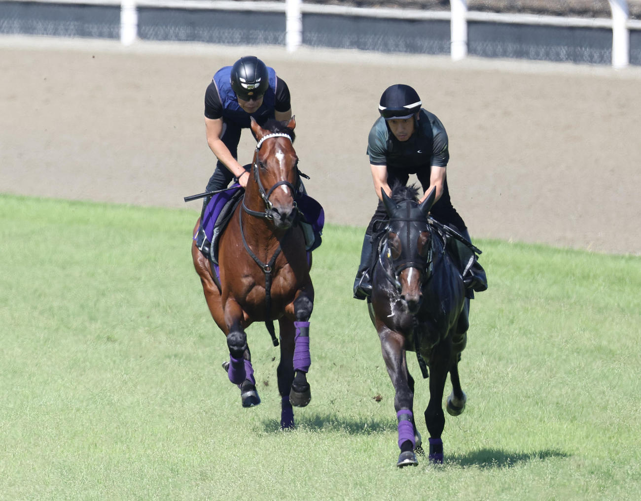 芝コースをカルデア（右）と併せ馬で追い切るドウデュース（撮影・白石智彦）
