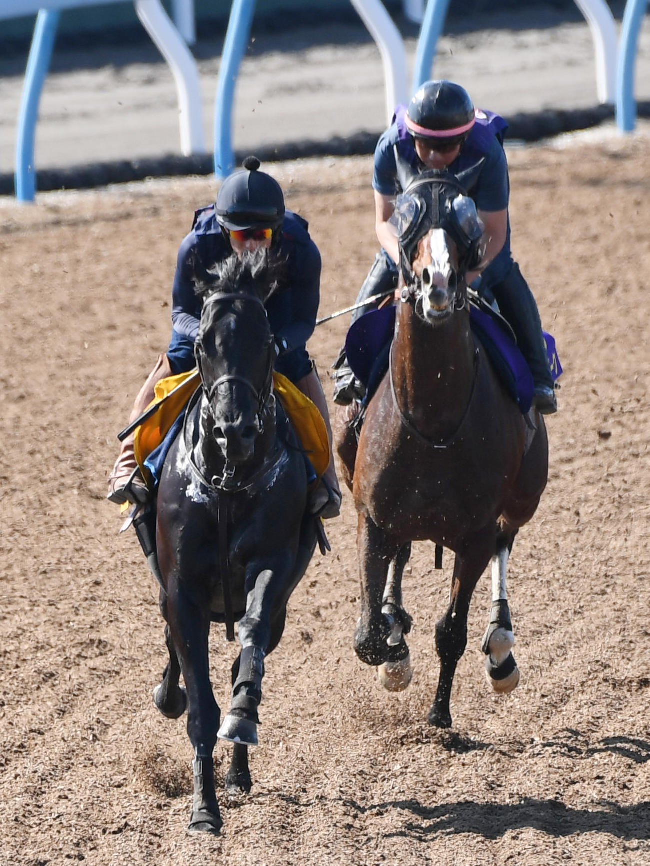 ローシャムパーク（右）はリチャと併せて追い切る（撮影・柴田隆二）