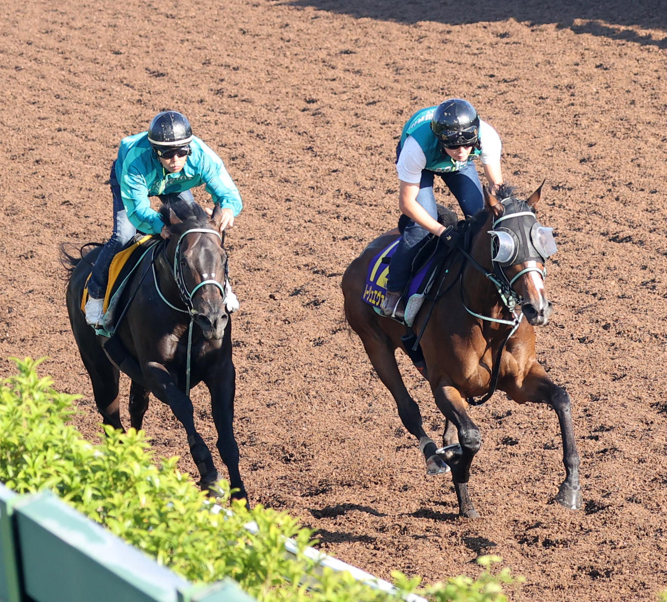 ルージュエヴァイユ（右）はポリクシニーズと併せて追い切る（撮影・柴田隆二）